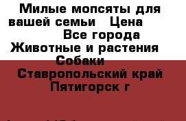 Милые мопсяты для вашей семьи › Цена ­ 20 000 - Все города Животные и растения » Собаки   . Ставропольский край,Пятигорск г.